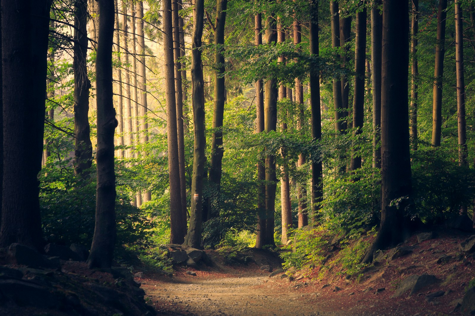 Illustrative climate & sustainability photograph